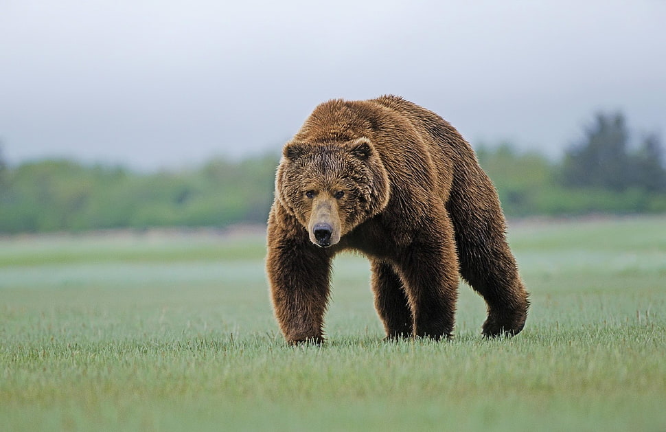 brown bear standing on grass field under gray sky HD wallpaper